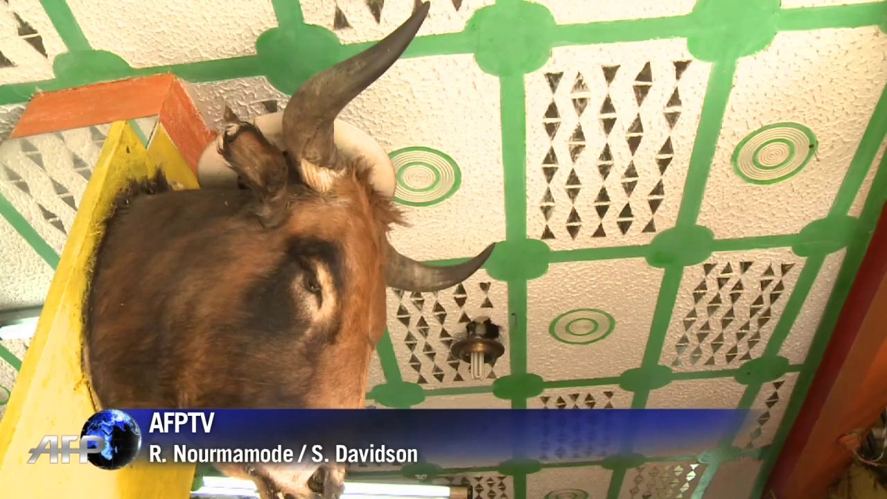 Alles für die Libido: Bolivier essen Suppe aus Bullenpenissen