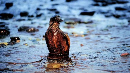 coconut-grove-fl-lawyers-video-downs-BP 2