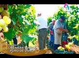 Destiladores de uva piden al alcalde de la ciudad les permita usar la denominación “puro de uva”, a fin de promover su producto en la Feria de la Primavera.