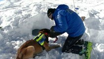 Formation des chiens d'avalanche de la gendarmerie