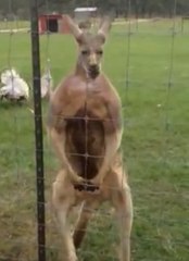 Buff Kangaroo Poses For The Camera