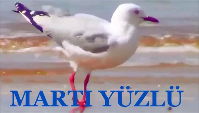 Bozcaada-Hotel Fahri﻿''Sunay AKIN şiiri/MARTI YÜZLÜ/ seslendirme:İbrahim SADRİ