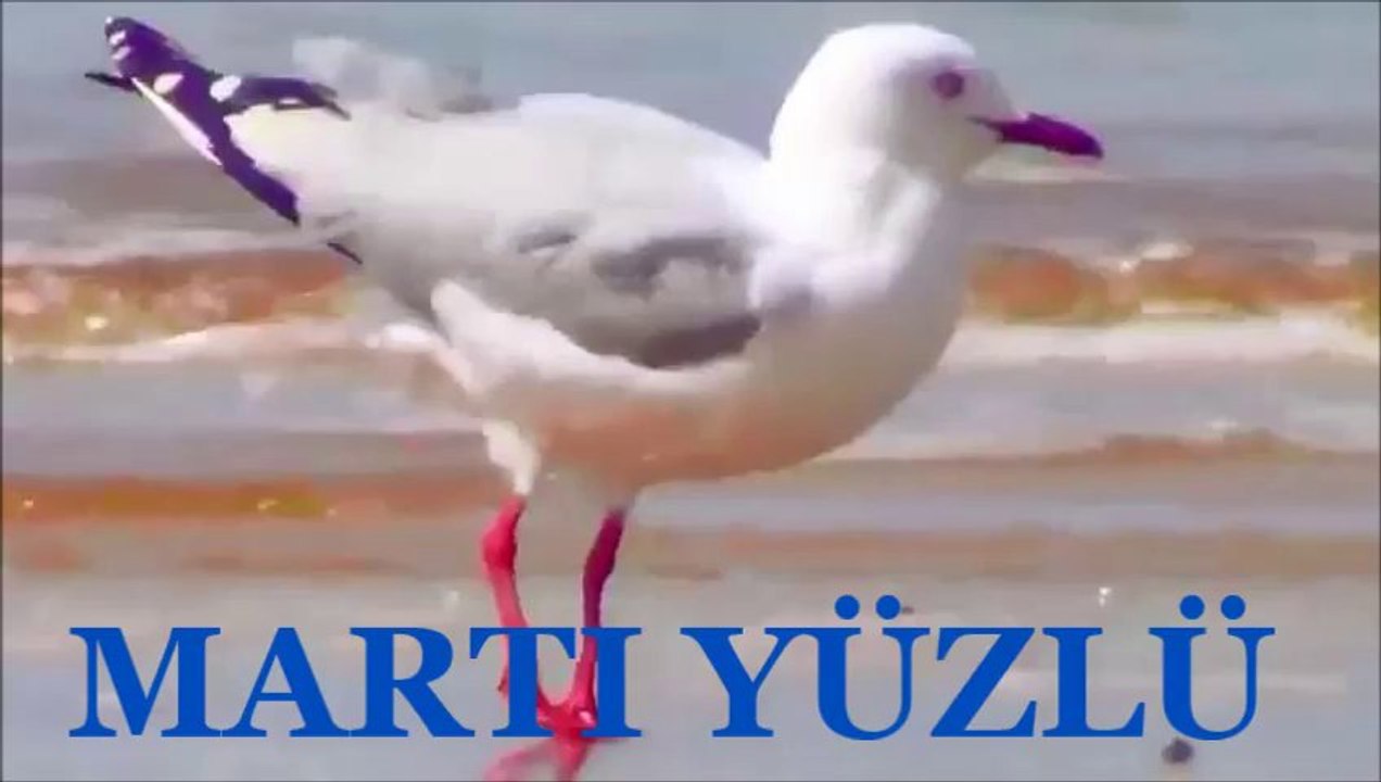 Bozcaada-Hotel Fahri﻿''Sunay AKIN şiiri/MARTI YÜZLÜ/ seslendirme:İbrahim SADRİ