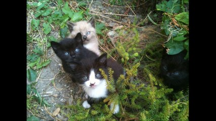 Facebook Maya: A More Engaging Take