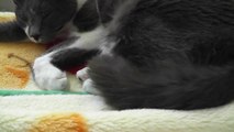 1,猫動画,猫写真,Kitten video,猫视频,Gatito de vídeo,cat pictures,120509