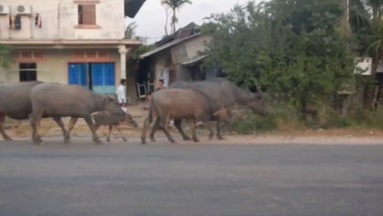 LES BUFFLES
