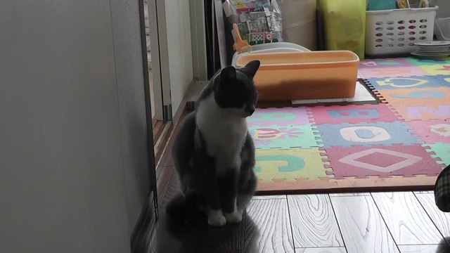 猫動画,Cat video,видео Кошка,Cat-Videos,videos de chat,2012-04-21_111638