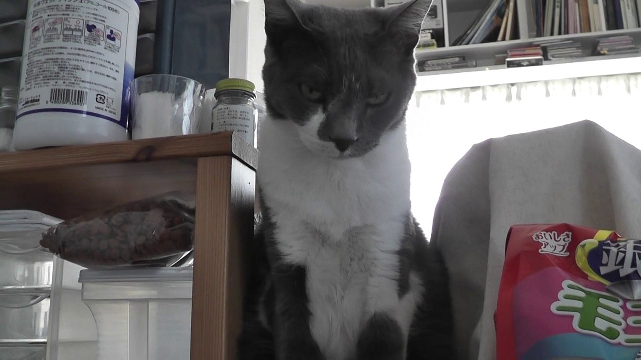 猫動画,Cat video,видео Кошка,Cat-Videos,videos de chat,2012-04-15_075138