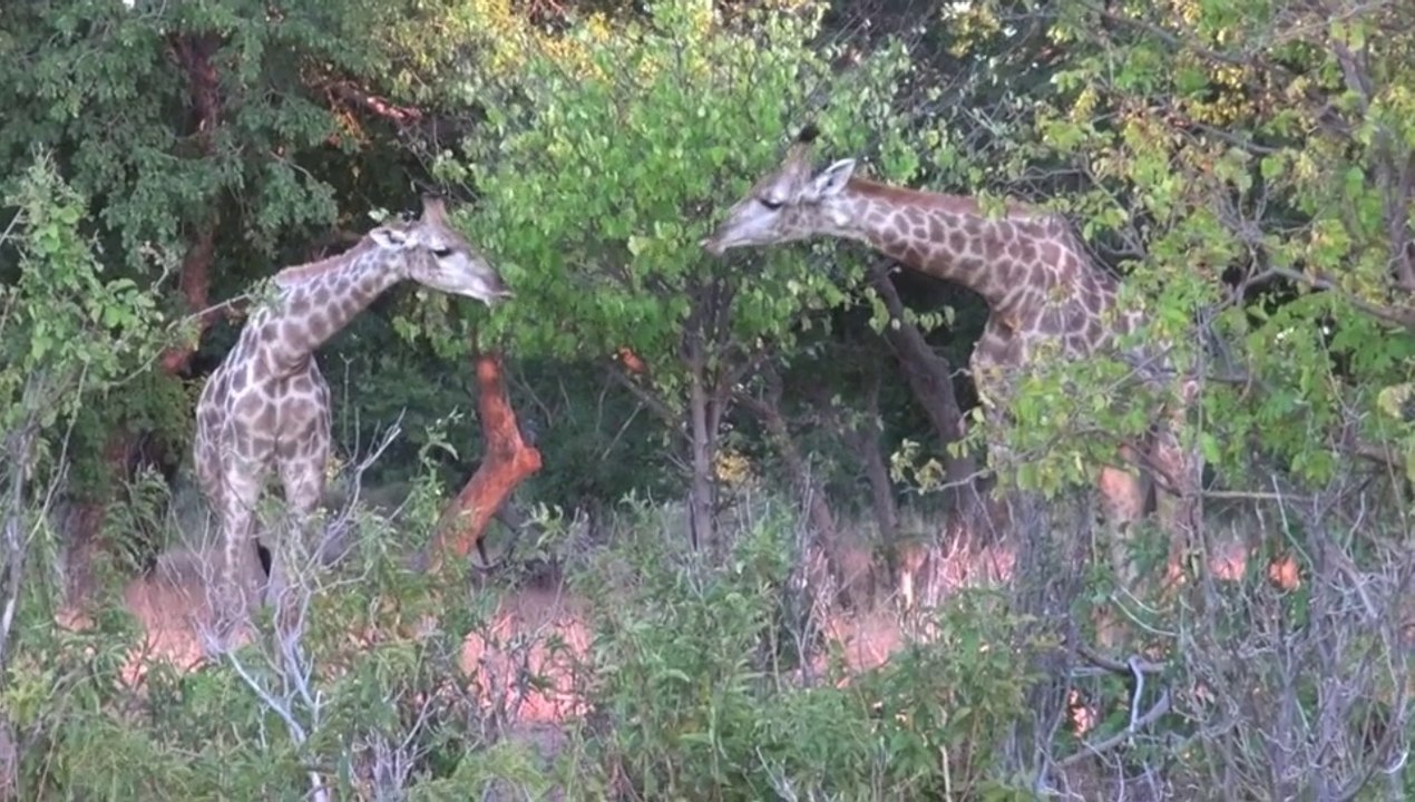 Chobe National Park - Botswana - May 2012
