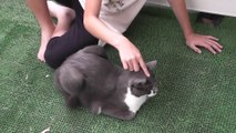 猫動画,Cat video,видео Кошка,Cat-Videos,videos de chat,2011-07-18_174750