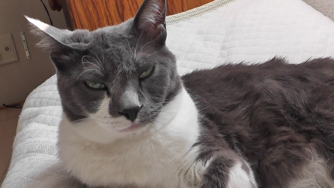 猫動画,Cat video,猫视频,видео Кошка,Cat-Videos,videos de chat,2011-06-08_162731