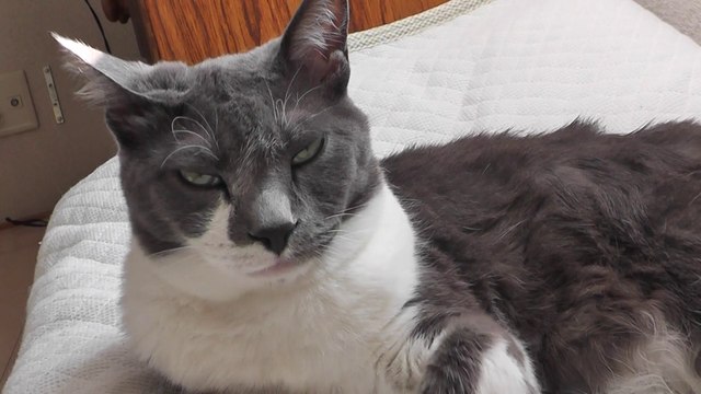 猫動画,Cat video,猫视频,видео Кошка,Cat-Videos,videos de chat,2011-06-08_162731