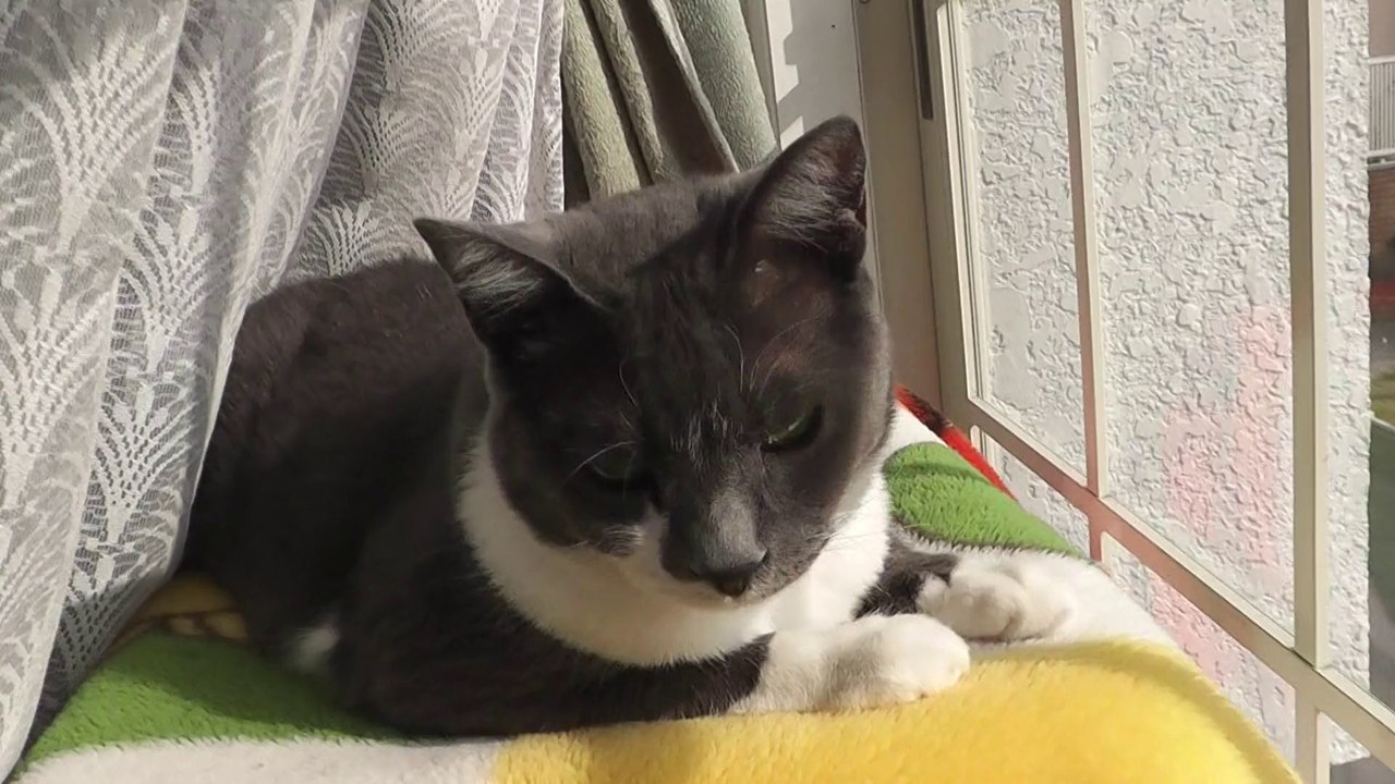 猫動画,Cat video,猫视频,видео Кошка,Cat-Videos,videos de chat,2011-01-27_103107