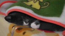 猫動画,Cat video,猫视频,видео Кошка,Cat-Videos,videos de chat,2011-01-18_225437