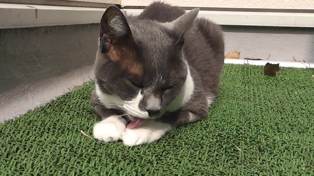 猫動画,Cat video,猫视频,видео Кошка,Cat-Videos,videos de chat,2012-04-23_085431