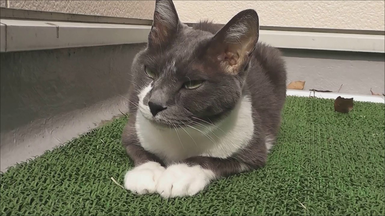 猫動画,Cat video,猫视频,видео Кошка,Cat-Videos,videos de chat,shoco