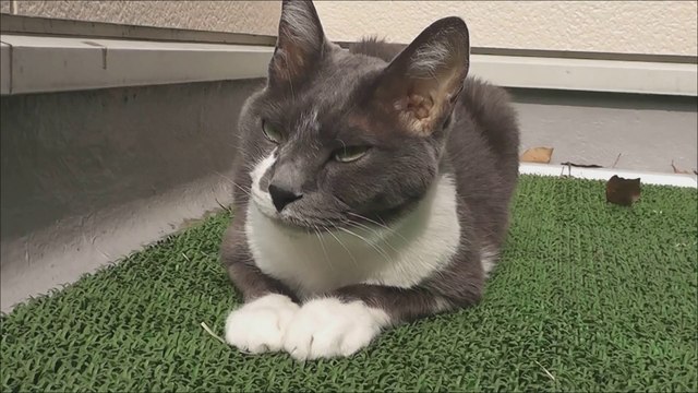 猫動画,Cat video,猫视频,видео Кошка,Cat-Videos,videos de chat,shoco