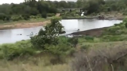 Ngựa vằn thoát hàm cá sấu sau nửa giờ vật lộn - VietNamNet