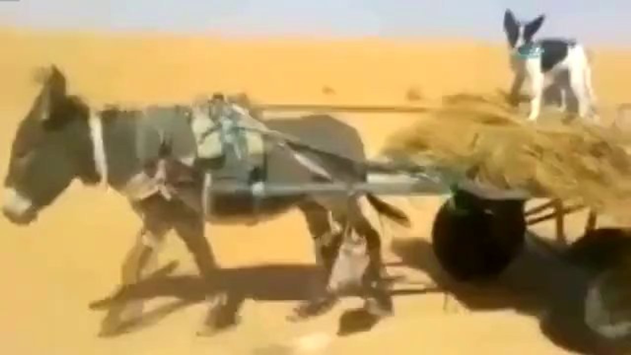 Ekmeğini Taştan Çıkaran Köpek