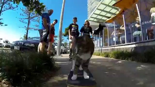 Un chat fait du skate-board