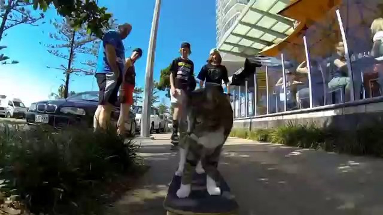 Un chat fait du skate-board