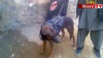 Taliban Amerikan askeri köpeğini esir aldı