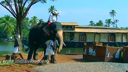 Climbing up an Elephant is really difficult