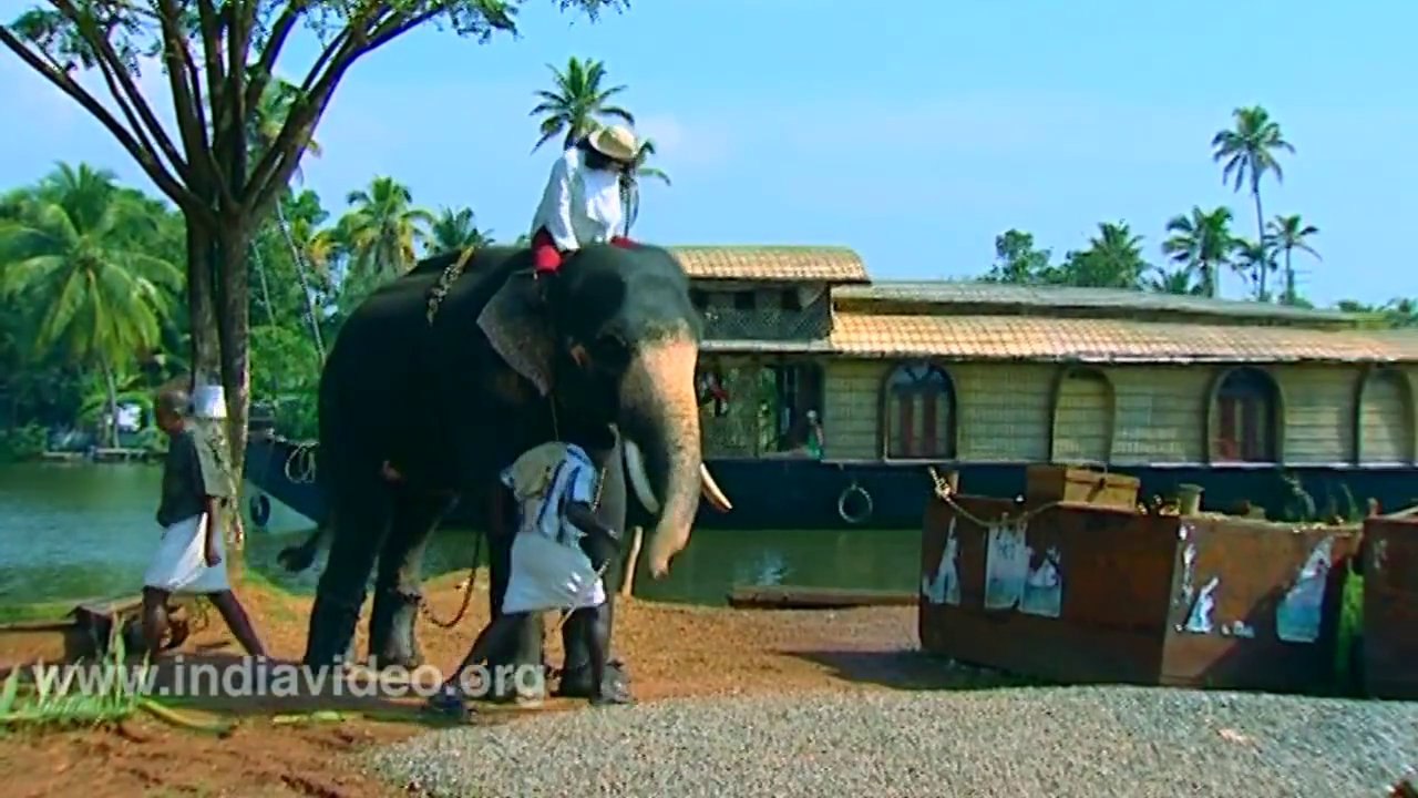 Climbing up an Elephant is really difficult