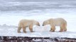 Canada Tries to Reunite Dead Polar Bears With Their American Hunters