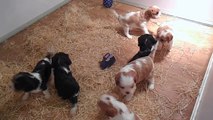 chiots cavalier king charles lof