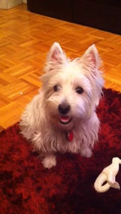 Buttons the Westie talking