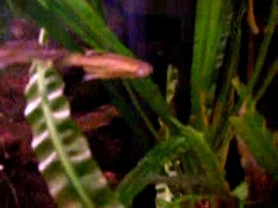 Aquarium 1