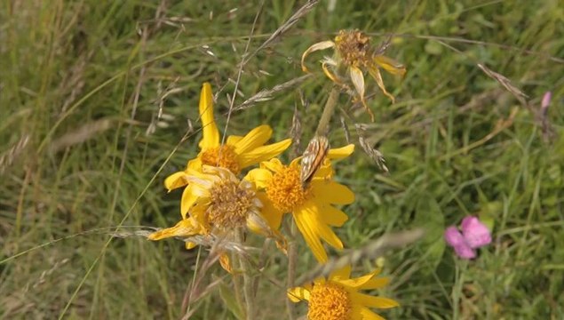 Suivi des papillons sur les tourbières des Hautes-Chaumes des Monts du Forez avec Philippe BACHELARD.