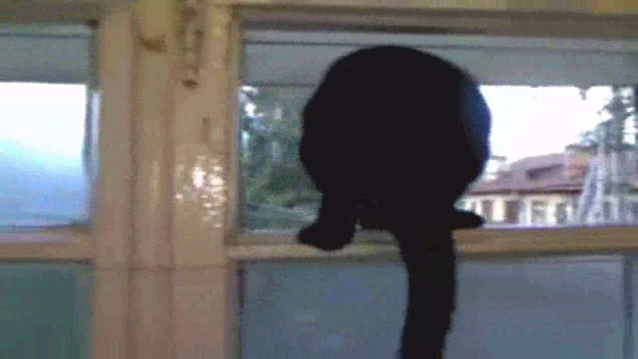 Gato ladrando (vídeos de risa)