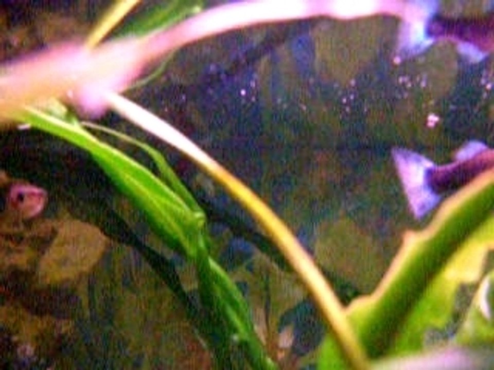Aquarium 2