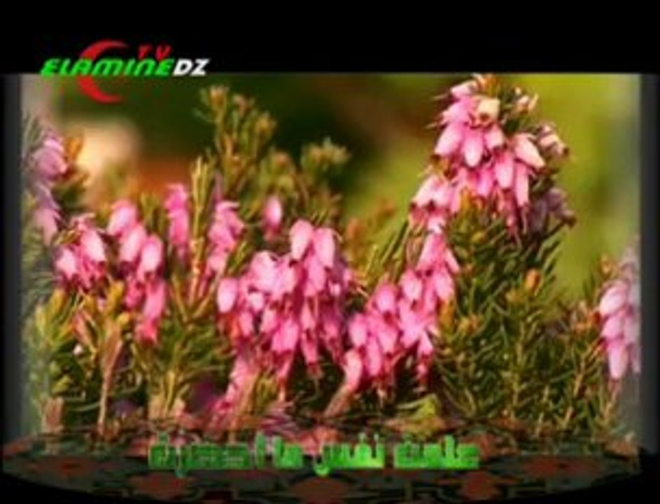 تلاوة خاشعة للقارئ عبد الباسط عبد الصمد  - سورة التكوير