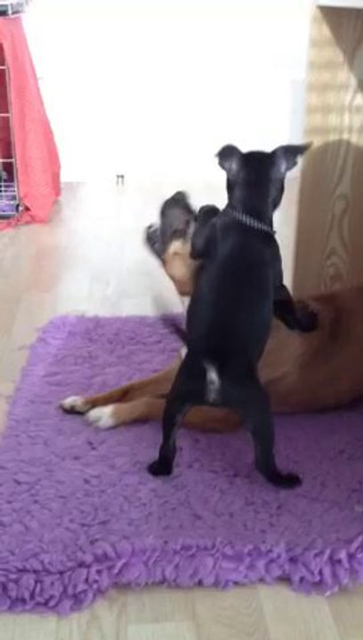 Jeu chiot staffie vs adulte