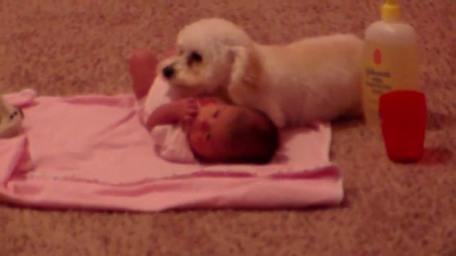 Un petit caniche protège un bébé. Adorable!