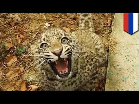 Vladimir Putin's endangered leopard friend attacks Olympic reporters in Sochi