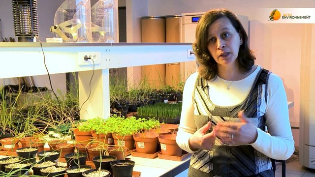 Quel devenir pour les sols pollués par les dioxines ?