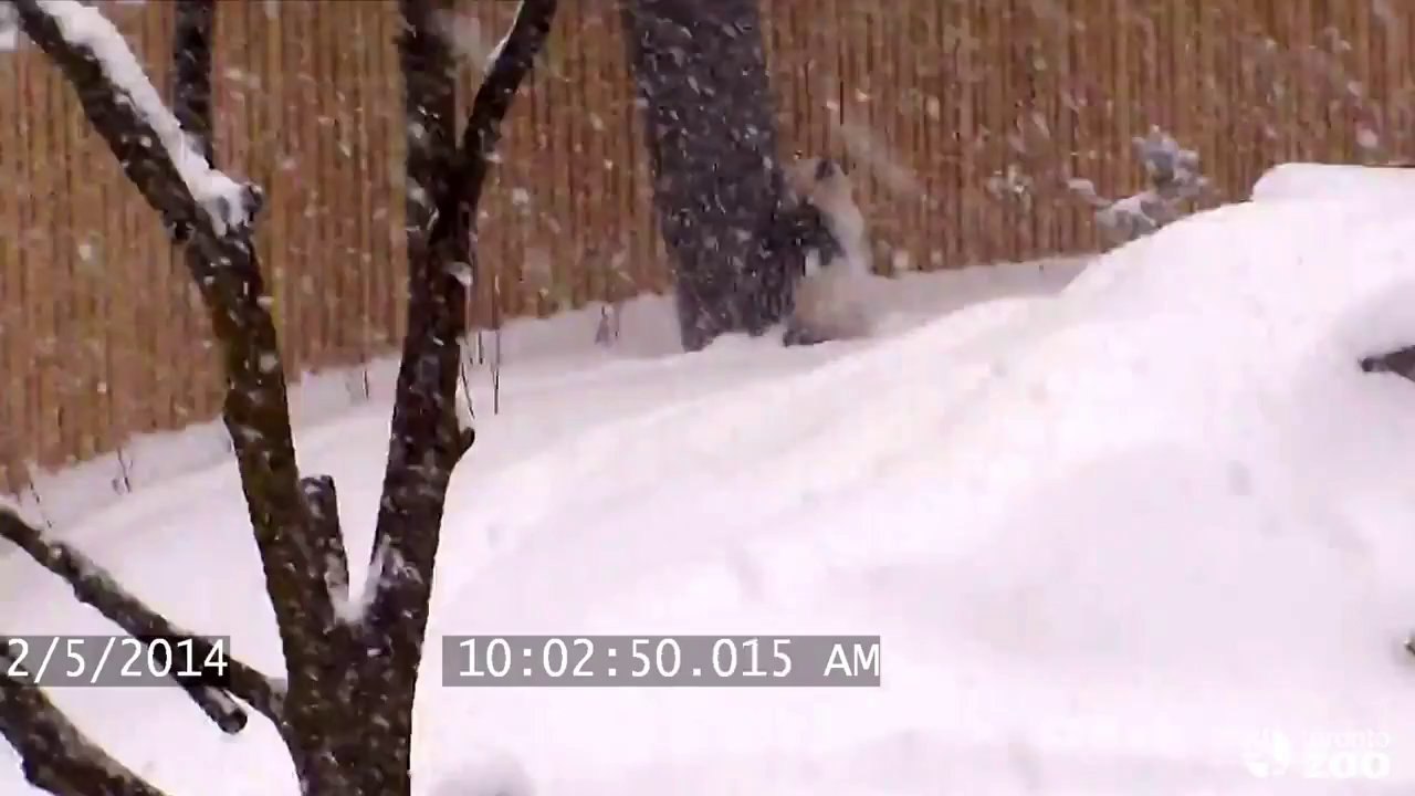 Un Panda géant joue comme un petit fou dans la neige!