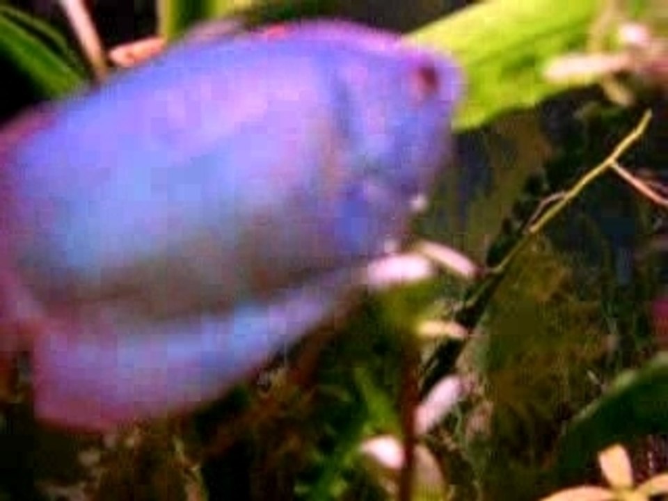Aquarium 4