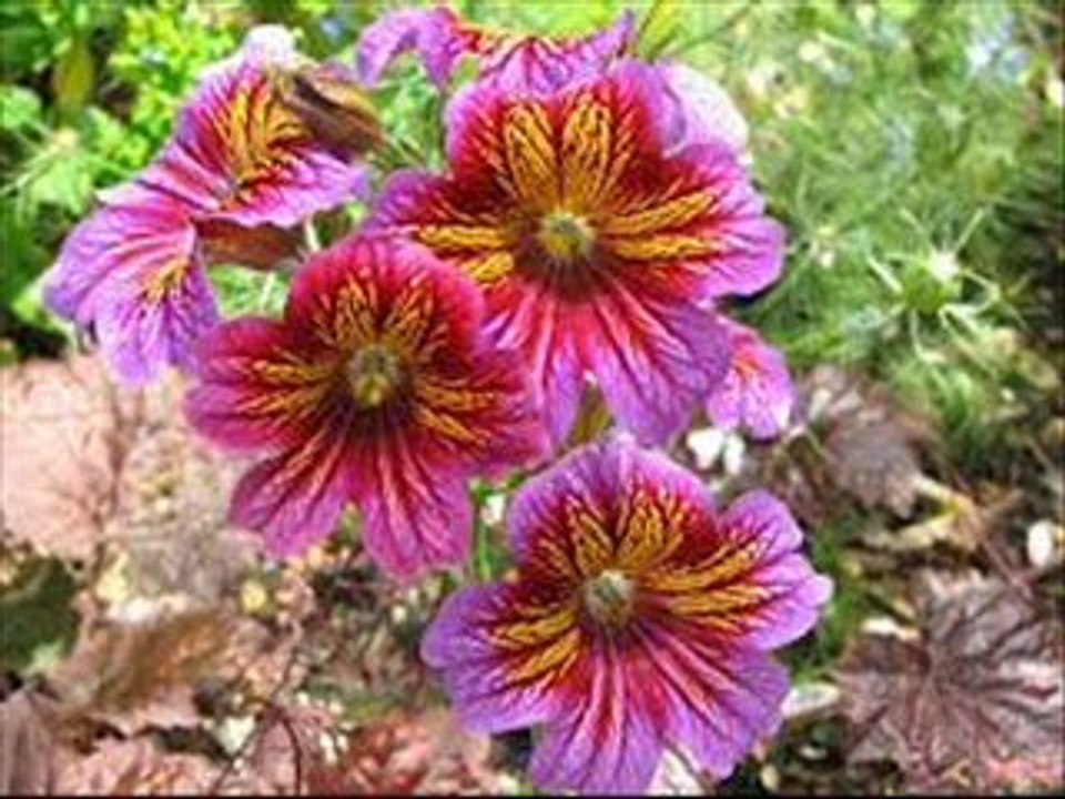 ALAIN GOVINDIN TITRE DIS LE MOI