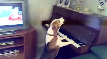 Standing Dog Plays Piano and Sings