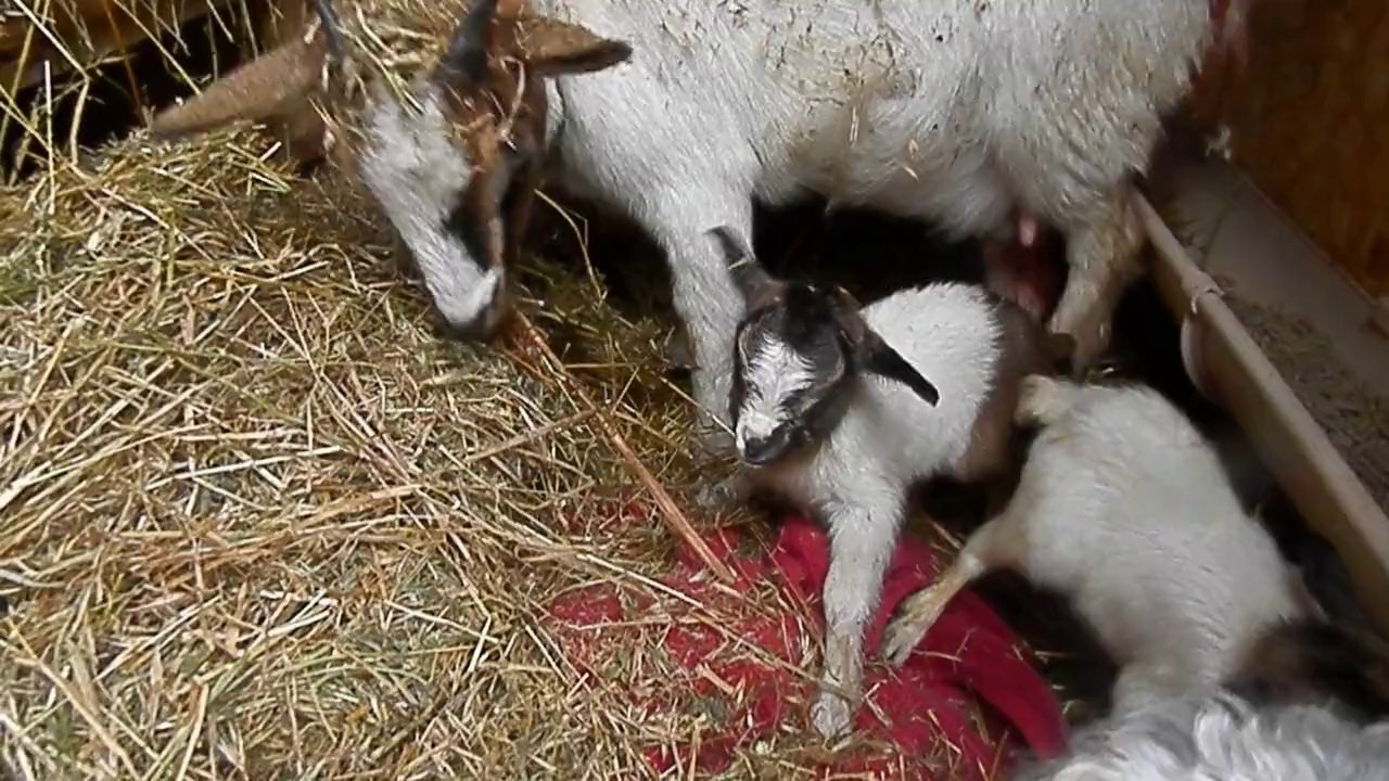 LA MINI BERGERIE DE SISCO : DES BB CHEZ LES BIBIS