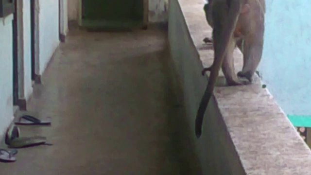 Cat Scares Off Monkey Burglar