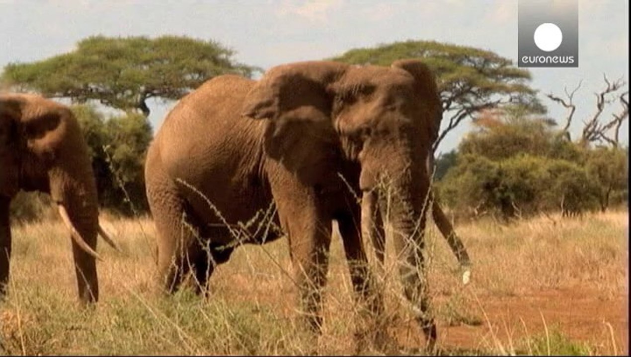 EU seeks wildlife trafficking crackdown