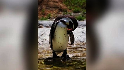 Penguins Given Antidepressants to Cope with Winter
