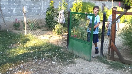 Batica's Turkeys in the village of Zap. Toponica 20120812