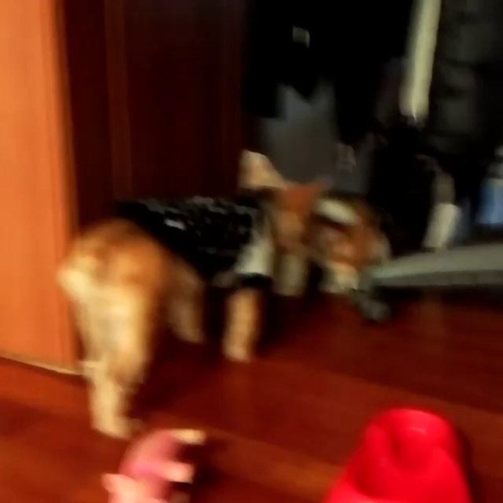 @imdaswagg 지나에집에서 토끼와.리오의 첫만남 ㅋㅋ